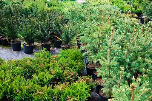 Conifers in nursery